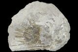 Mississipian Echinoid (Archaeocidaris) - Missouri #145234-1